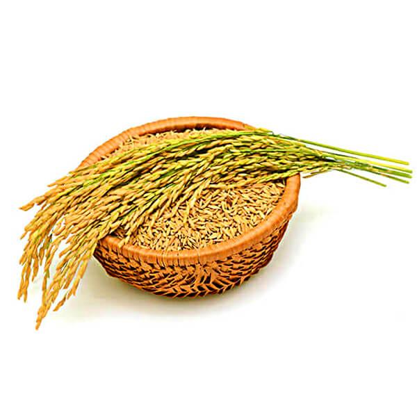 Premium Paddy Product